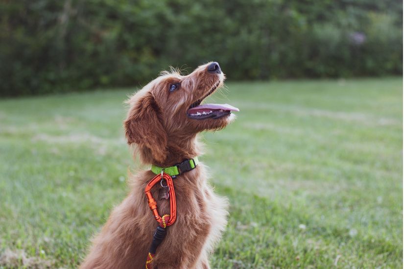 Hond trainen voor rust en geduld Hond trainen voor rust en geduld