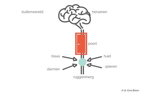 Veel plassen aandrang overactieve blaas schema Schematische weergave blaas ruggenmerg hersenen