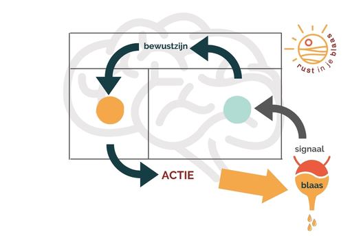 Brein-blaas connectie Hersenen die verbinding maken met de blaas