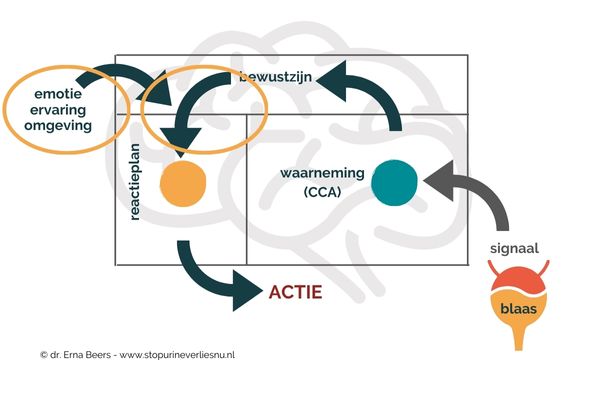 limbisch systeem Diagram van limbisch systeem en blaas, met focus op emotie, ervaring en omgeving bij overactieve blaas.