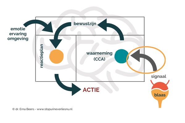 waarneming CCA Diagram van hersenen die blaassignalen verwerken, met aanduiding van bewustzijn, CCA, en reactie bij overactieve blaas.