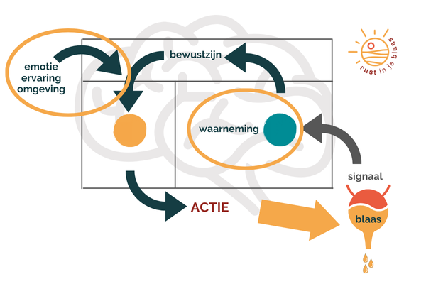 Brein-blaas connectie Schematische weergave overctieve blaas en hersenen